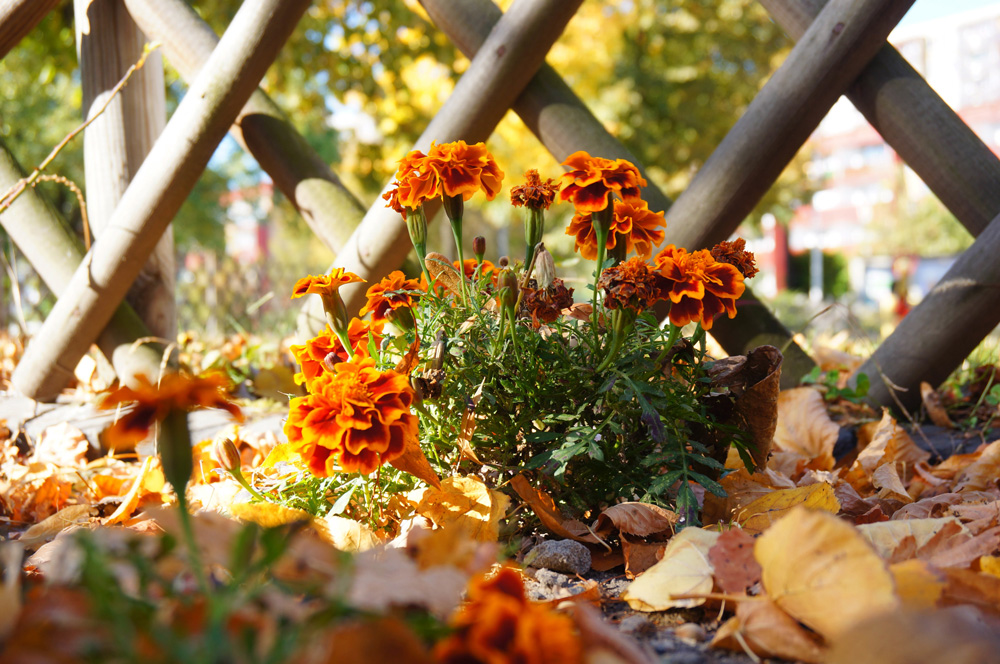 Jak przygotować ogród do zimy – 8 obowiązkowych jesiennych prac 